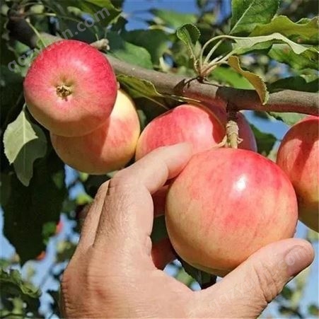 红富士苹果包装 高桩红富士苹果 代收苹果 价格分析