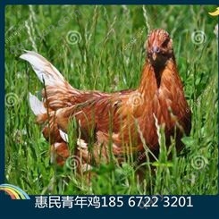 海兰褐青年鸡接鸡后的注意事项 海兰褐青年鸡开产前的注意事项
