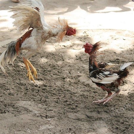 斗鸡养殖场供应  斗鸡价格便宜  要的联系