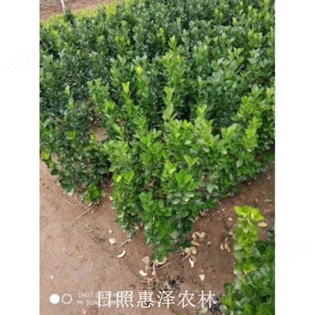 培育出售绿化苗北海道黄杨 1米北海道黄杨产地直供