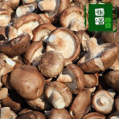 河南香菇批发 张攀农业 菌种菌棒生产厂家