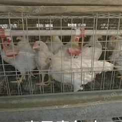 衡阳罗曼粉蛋鸡青年鸡厂家 罗曼粉蛋鸡饲料转化率