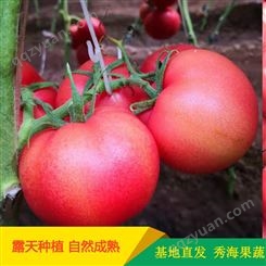 现摘山东硬粉西红柿 秀海果蔬 基地直接发货 供应