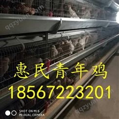 河南青年鸡厂家，价格公道 防疫到位  包送到家