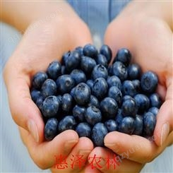 高丛蓝莓 一盒蓝莓 蓝莓单价