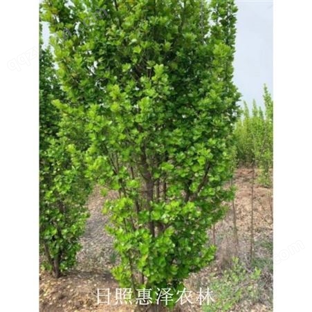 园林苗木常绿灌木种植基地 1.5米北海道黄杨 2米北海道黄杨