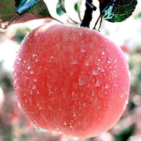 红富士苹果特点 有冷库红富士苹果吗 代收苹果 直销库存