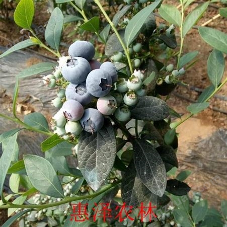 蓝莓种苗批发价格 蓝莓小苗批发 惠泽农林