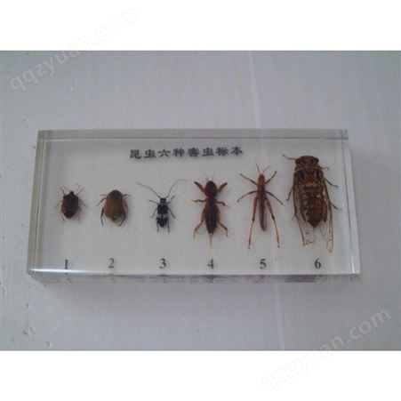 昆虫标本 直销昆虫浸制标本 昆虫干制标本