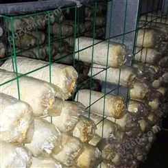 防腐蚀蘑菇网架 食用菌网格培养架 大棚养殖蘑菇架
