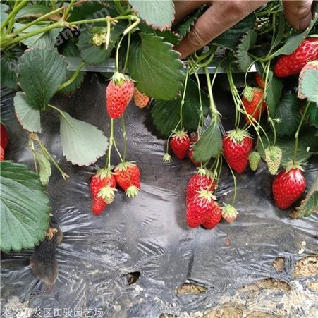 地栽草莓苗 脱毒二代香野草莓苗 草莓脱毒苗基地