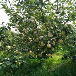 秋后供应新品种红梨树苗 有易成活产量高柱状梨 提供种植资料