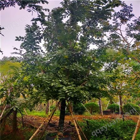 腊肠树 落叶乔木 常见的庭园观赏树木 性喜光 耐旱耐水湿