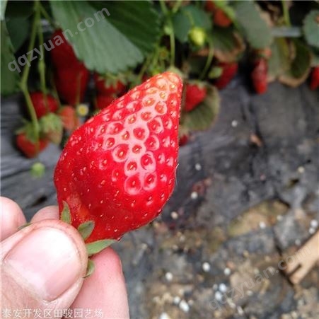 草莓苗 脱毒二代香野草莓苗 甜宝草莓苗价格