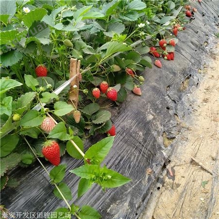 草莓苗 章姬草莓苗 基地直销优质脱毒草莓苗