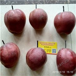 哪里批发全红梨树苗 二年早酥红梨苗价格 丰产易成活玉露香梨树苗