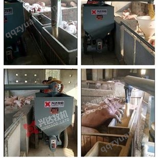 XD猪自动喂料器 猪场自动喂料系统 猪场自动喂料机
