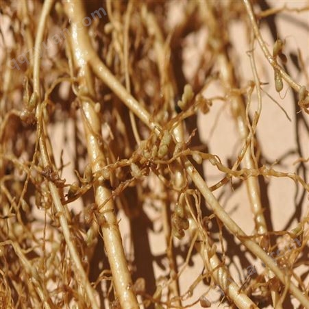 兰州大行农业生根养根护根根廇菌肥生产厂家