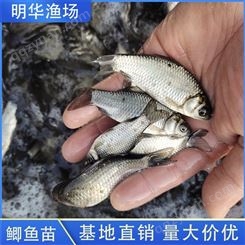 明华渔场 中科3号鲫鱼苗 优质水产 养殖场专用
