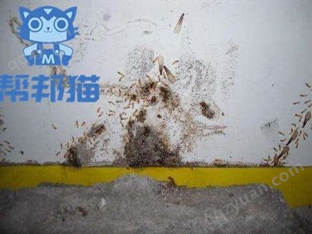 广州柯木塱除老鼠灭老鼠 消杀老鼠 捉老鼠上门价格