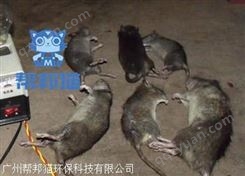 广州市桥北除老鼠灭老鼠 消杀老鼠 杀老鼠上门价格多少