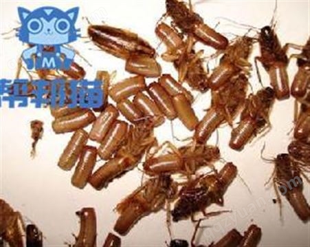 黄埔夏港街道灭螨虫除老鼠 杀蟑螂 防治白蚁上门价格多少
