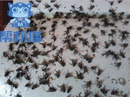 黄埔联和街道灭蚂蚁除老鼠 杀蟑螂 消杀蚊蝇上门价格多少