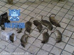 广州夏园除老鼠灭老鼠 消杀老鼠 杀老鼠上门价格多少